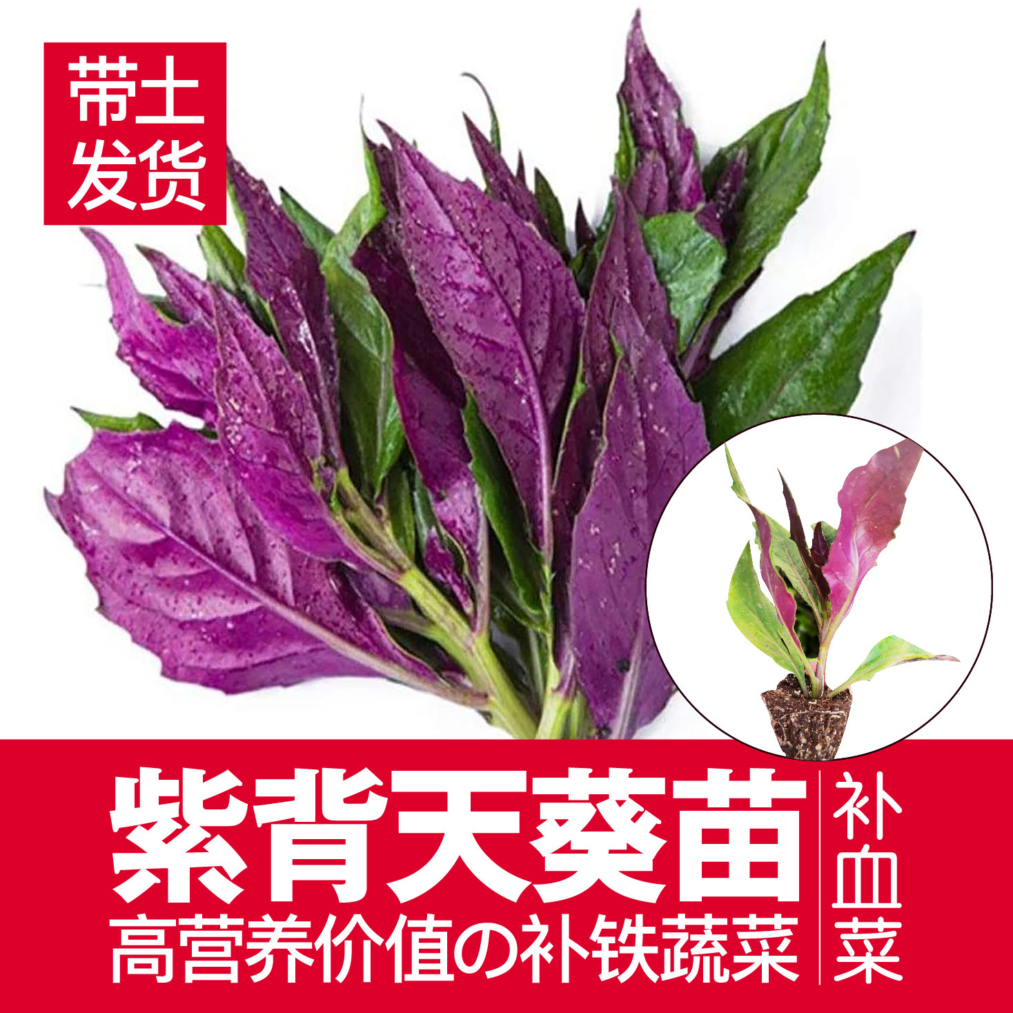补血菜紫背天葵苗四季可种紫背菜血皮菜红凤菜苗观音菜苗带土发货