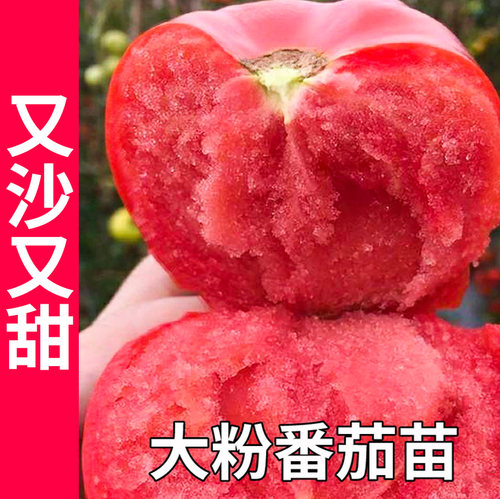 大粉番茄西红柿秧苗种子沙瓤四季盆栽阳台沙甜高产籽大果田园蔬菜