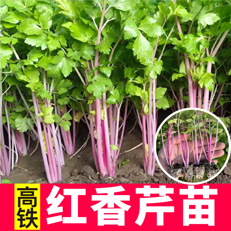高铁红香芹苗彩紫红芹种子露天阳台四季春秋特色蔬菜苗高产营养