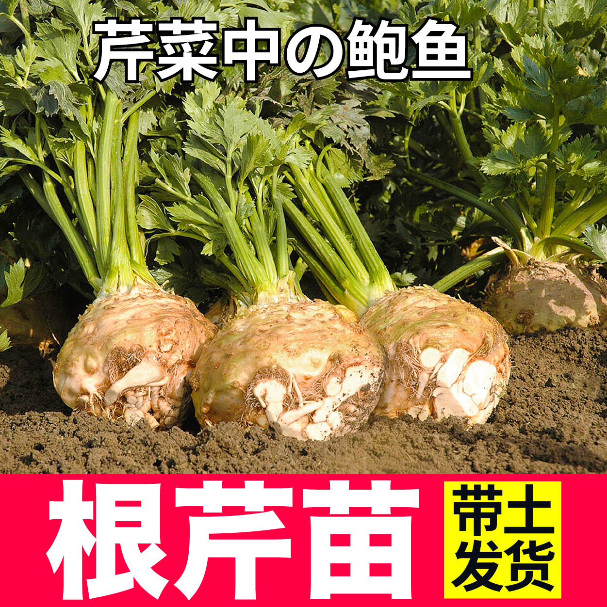寿光正宗地中海根芹苗秧洋芹红芹西芹菜种子四季阳台盆栽高产耐寒
