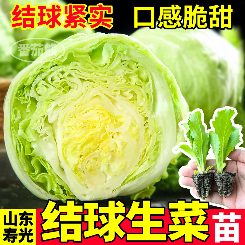 寿光结球生菜苗秧高产脆嫩大速意大利奶油生菜种子阳台庭院盆栽