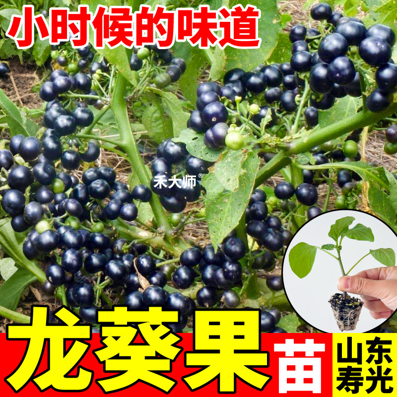 正宗龙葵果苗秧高产正宗龙葵草黑悠悠黑天天种子四季阳台盆栽