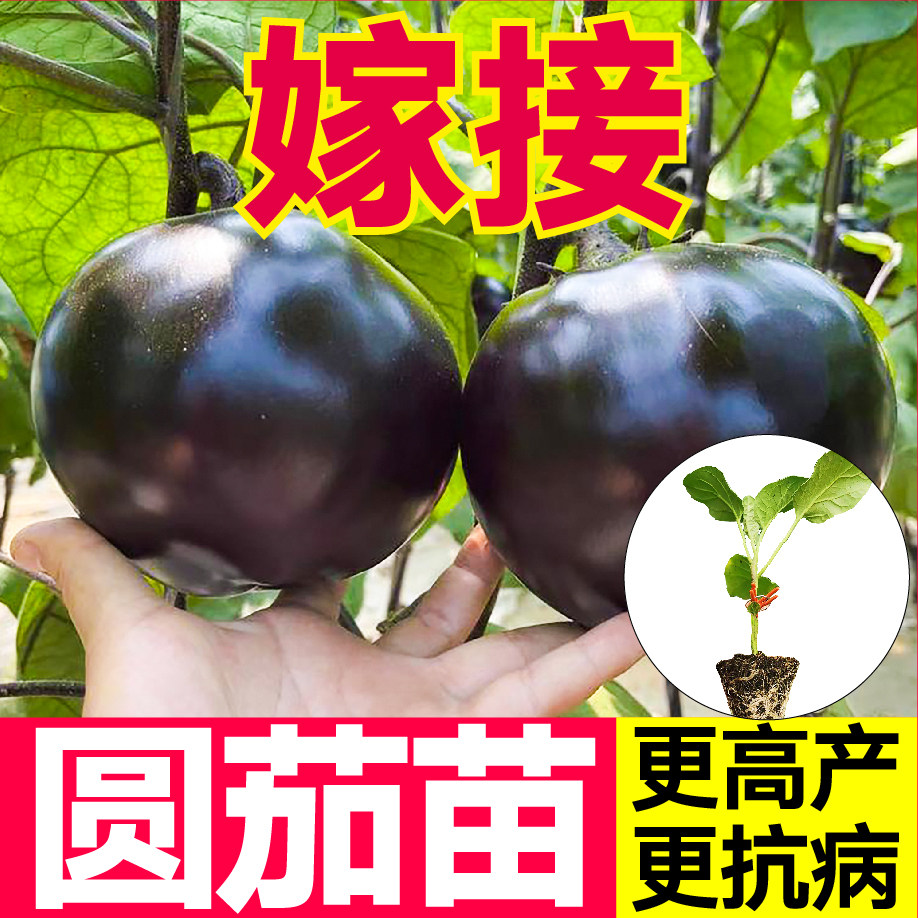 嫁接圆茄子苗秧带土球四季春秋盆栽高产抗病黑大龙长茄种子蔬菜苗