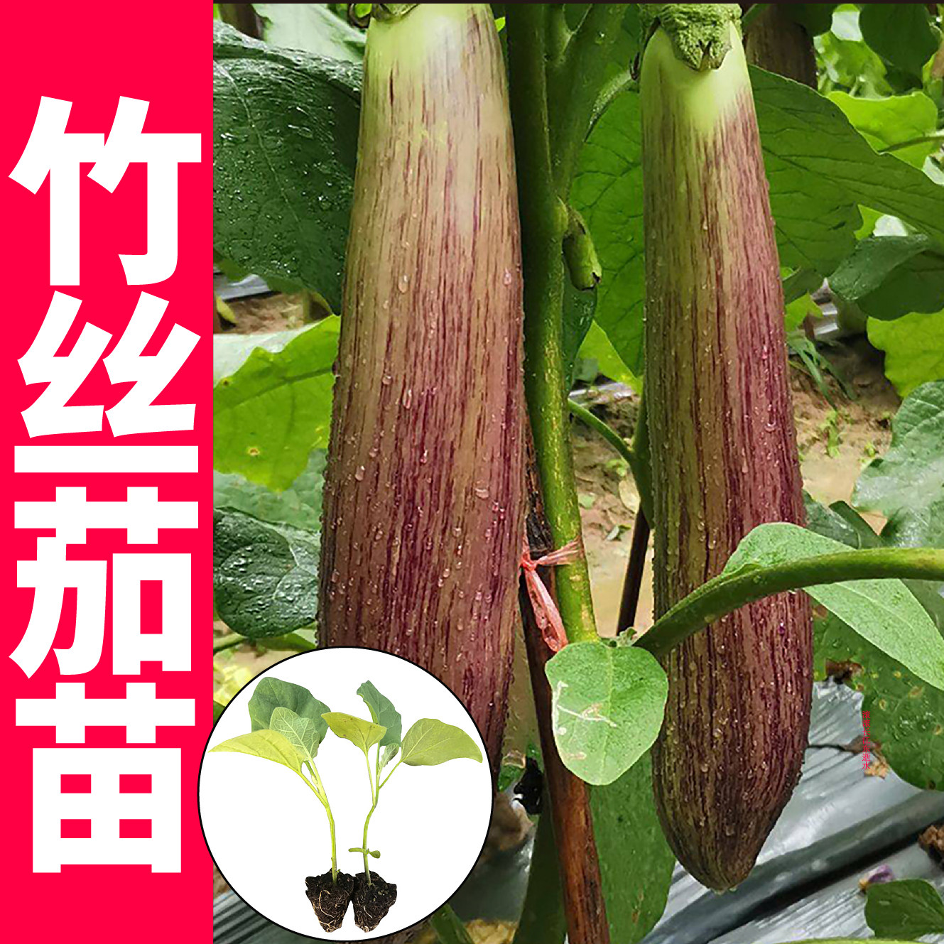 泰国竹丝茄子苗秧面包花茄烧烤水果茄种子耐热高产抗病四季蔬菜籽