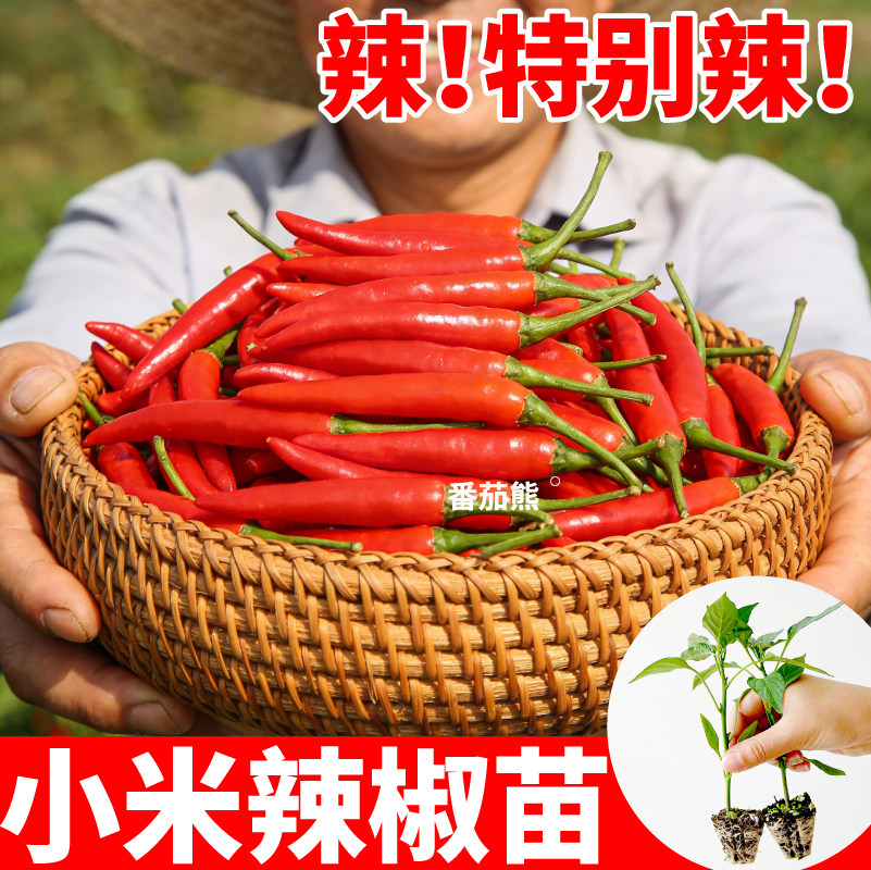 爆辣红小米辣椒苗秧四季簇生红白小米辣椒种子野生朝天椒