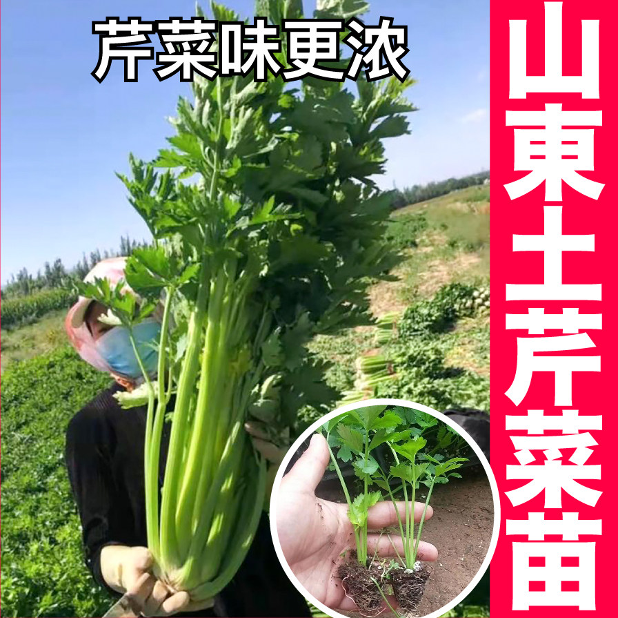 山东土芹菜味更浓西芹小香芹根芹带土红芹秧苗种子四季盆栽阳台