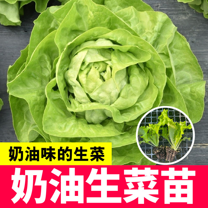 奶油生菜苗秧带土球四季盆栽阳台春秋生菜大全脆嫩意大利耐抽薹