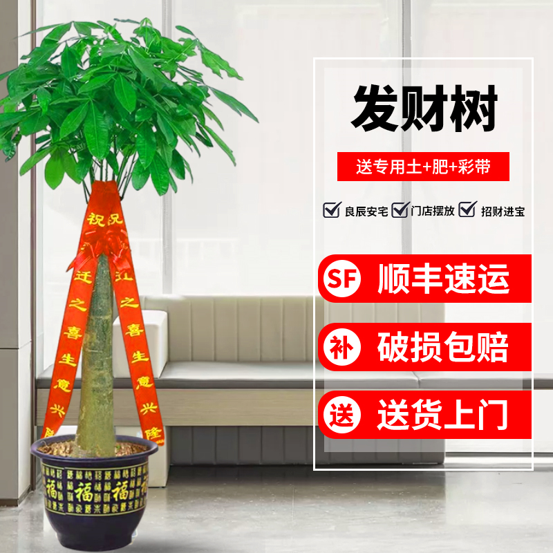 发财树盆栽大棵室内摆客厅阳台大型步步高绿植办公室送礼乔迁开业