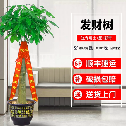 发财树盆栽大棵室内摆客厅阳台大型步步高绿植办公室送礼乔迁开业