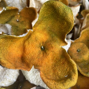 正宗新会特产茶坑南坦原枝三江二红皮自然晒干柑皮陈皮干煮茶泡水