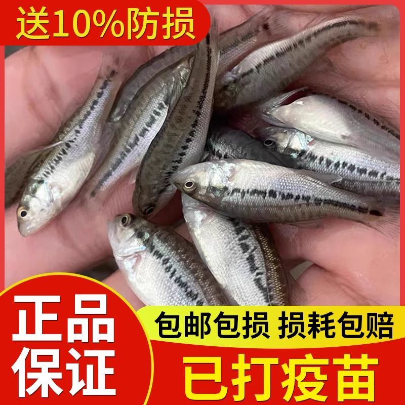 浙江优质鲈鱼苗冷水淡水养殖批发十公分鲈鱼苗路亚苗大口黑鲈鱼苗