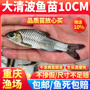 青波鱼苗中华倒刺鲃乌鳞青板重庆淡水活体养殖清波鱼苗包邮