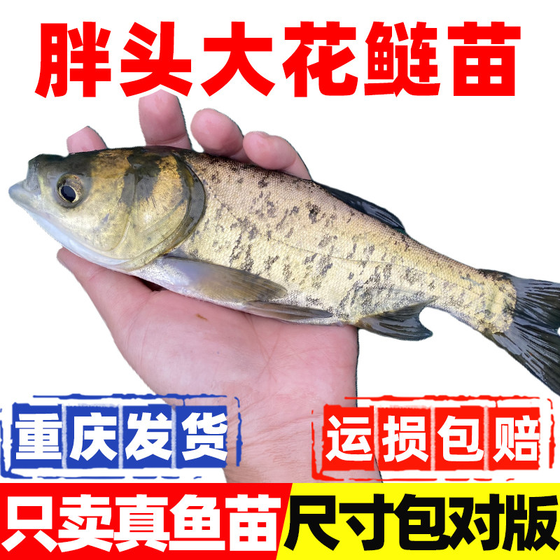 花鲢鱼苗胖头鱼大头雄鱼苗淡水养殖半斤鲢鳙鱼苗特大四大家鱼白鲢