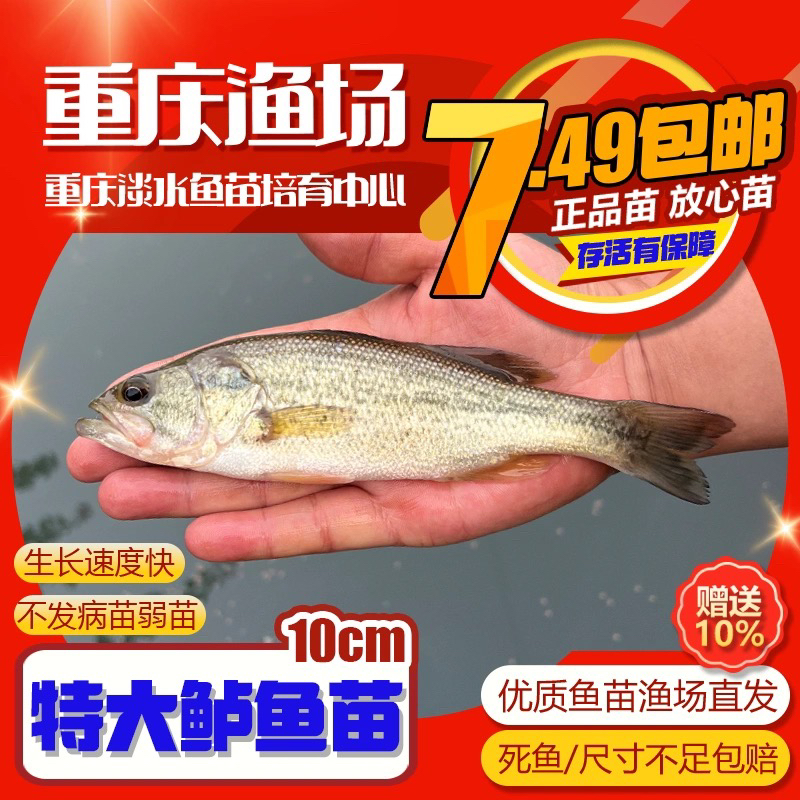 四川鲈鱼苗优质批发十公分加州鲈鱼苗路亚苗黑鲈鱼苗冷水淡水养殖