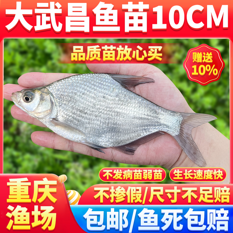 淡水食用养殖武昌鱼苗