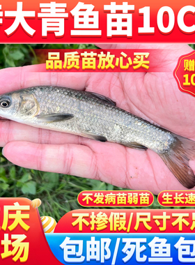 螺丝青鱼苗淡水食用养殖大规格黑皖鱼四大家大型活鱼苗批发包邮