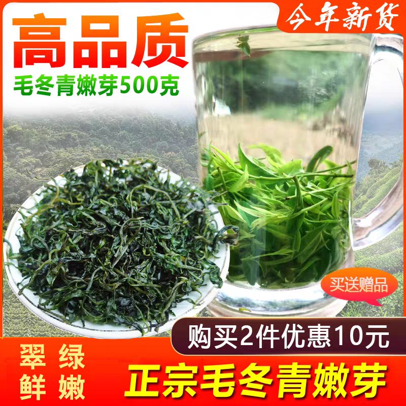 野生云南毛冬青小叶苦丁茶