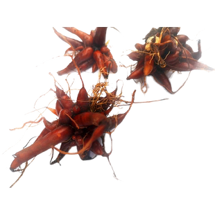 贵州新鲜红活麻根 中药材纯根农产品小红500克麻红禾麻红火麻草药