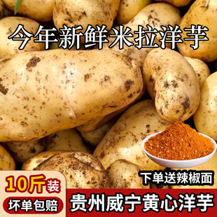 贵州威宁米拉黄心洋芋高山土特产老品种土豆新鲜黄皮马铃薯九斤装