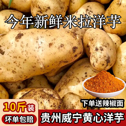 贵州威宁米拉黄心洋芋