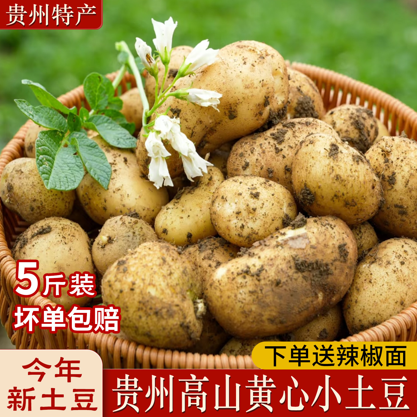 贵州黄心小土豆农家自种