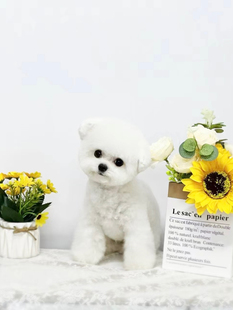 纯种比熊幼犬小体茶杯犬长不大飞耳小型犬家养活体宠物狗狗