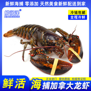 【鲜润泽】【鲜活】加拿大进口龙虾新鲜活波龙海鲜水产包邮