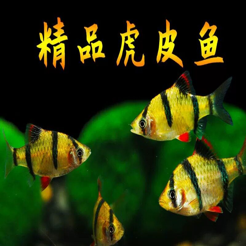虎皮鱼活体鱼热带鱼淡水鱼小型鱼宠物鱼金绿虎皮鱼群游观赏鱼好养