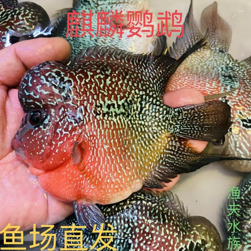 十八罗汉起头罗汉鱼大型热带观赏鱼龙鱼配鱼活体包邮鹦鹉