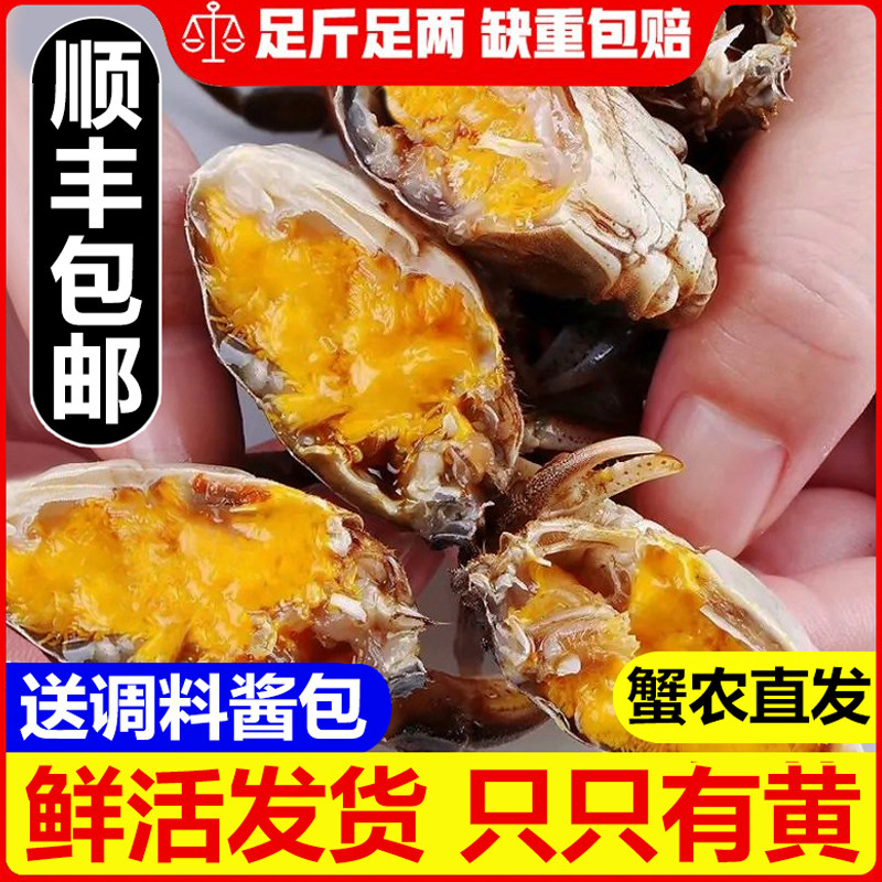 六月黄小螃蟹鲜活大闸蟹0.2两-1两河蟹毛蟹稻田蟹海鲜水产活蟹 - 实物图