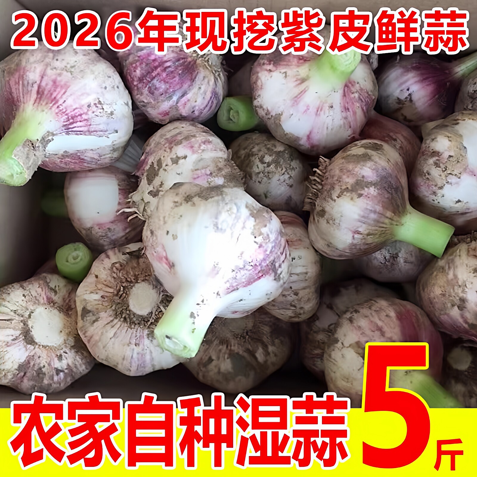 新鲜紫皮大蒜5斤鲜蒜湿蒜腊八蒜多瓣蒜大蒜头可腌糖醋蒜农家自种