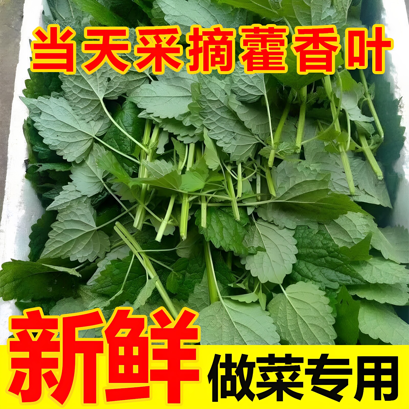 新鲜藿香叶做菜专用量大可开发票