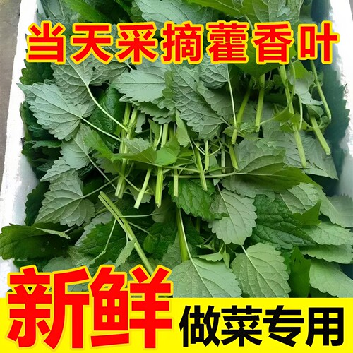 新鲜藿香叶做菜专用量大可开发票