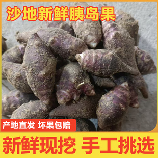 新鲜胰岛果3斤沙地现挖红皮洋姜菊芋姜不辣野生红果东北地环腌菜