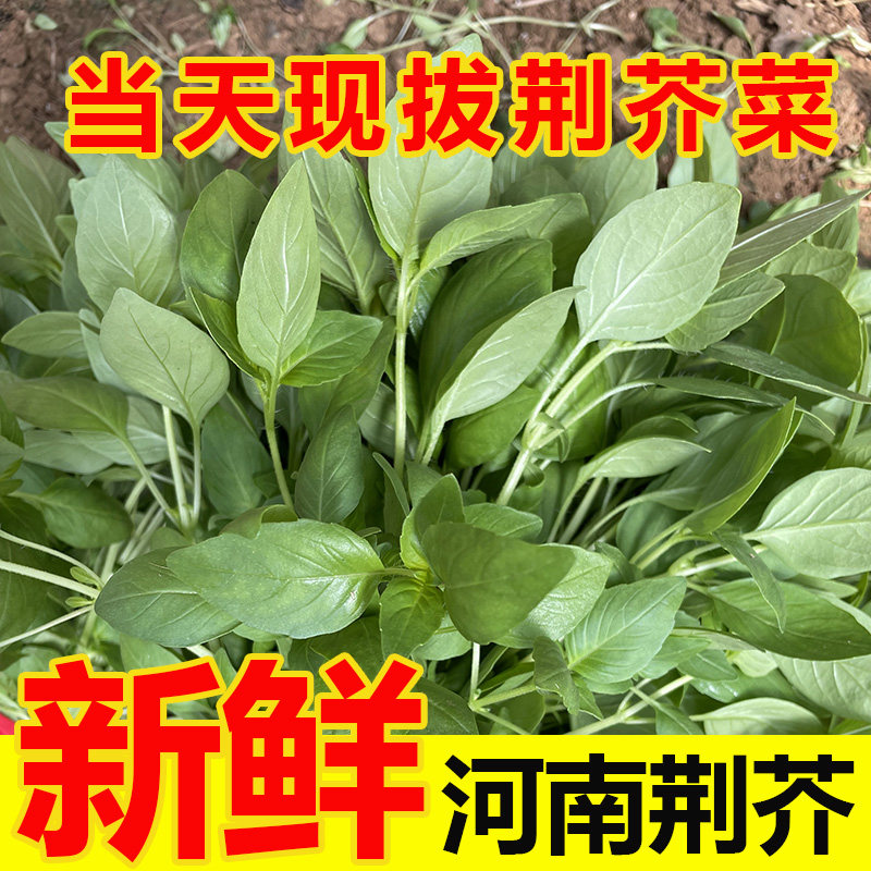 河南农家现拔大叶荆芥菜