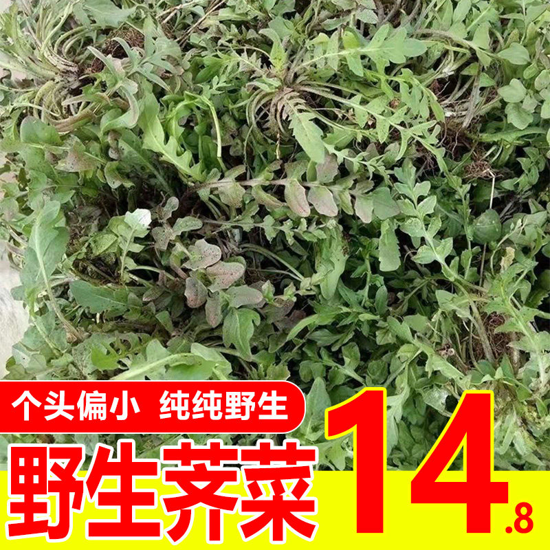荠菜野菜新鲜包邮5斤现挖饺子馅