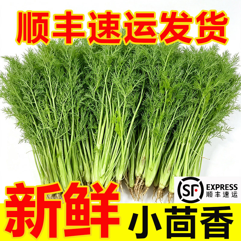 顺丰发货当季农家头茬鲜嫩茴香菜