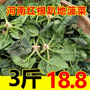 河南露天红根趴地菠菜新鲜5斤装现摘现发农家自种叶菜矮杆小菠菜