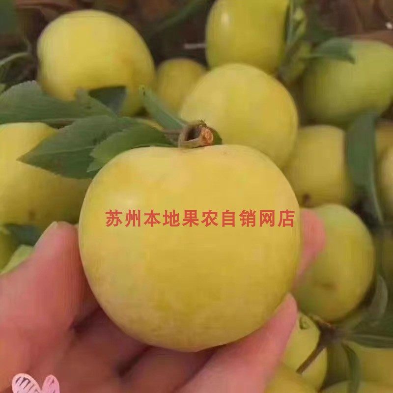 苏州西山新鲜黄李柰子李子 特甜爆汁5斤 现采现发 江浙沪顺丰包邮