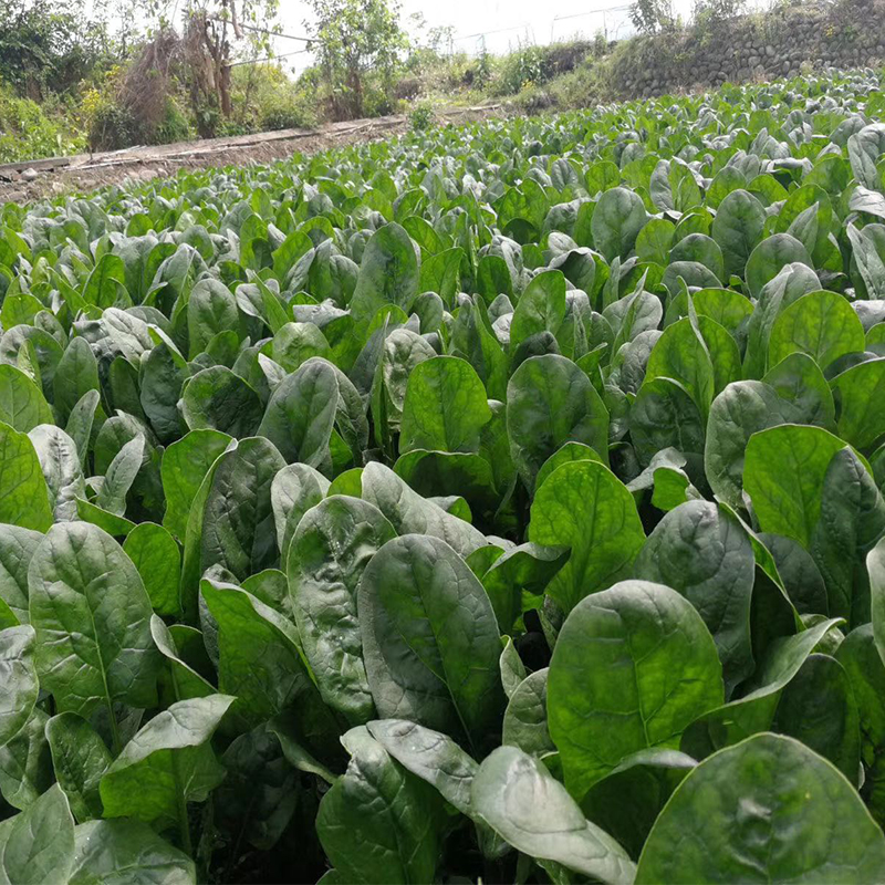 大叶菠菜种子春季秋季四季基地阳台盆栽庭院菜园种菜种籽蔬菜种子