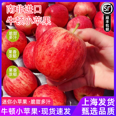 南非牛顿小苹果新鲜水果 脆甜进口加力嘎啦富士迷你冰糖苹果顺丰