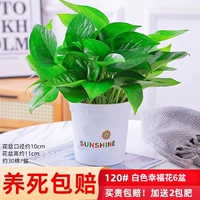 120#Новый белый кленовый бассейн [6] Поставка для доставки бассейна +8 жир 1