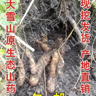 四川雅安宝兴大雪山野生老品种半野生山药新鲜现挖3斤包邮产地直