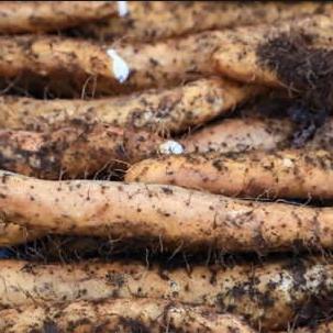 四川雅安宝兴大雪山野生半野生滋补山药孕妇儿童食用现挖新鲜山药