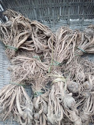 四川宝兴大雪山自然生长的新鲜当归1斤包邮煲汤四川当规新鲜