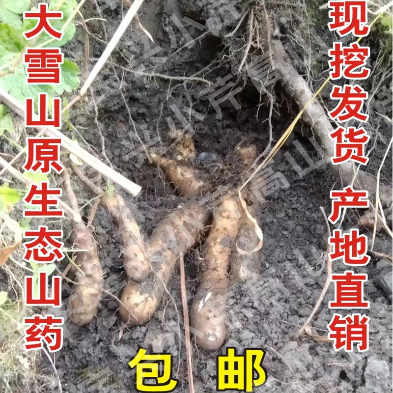 宝兴山药半野生山药现挖产地直销