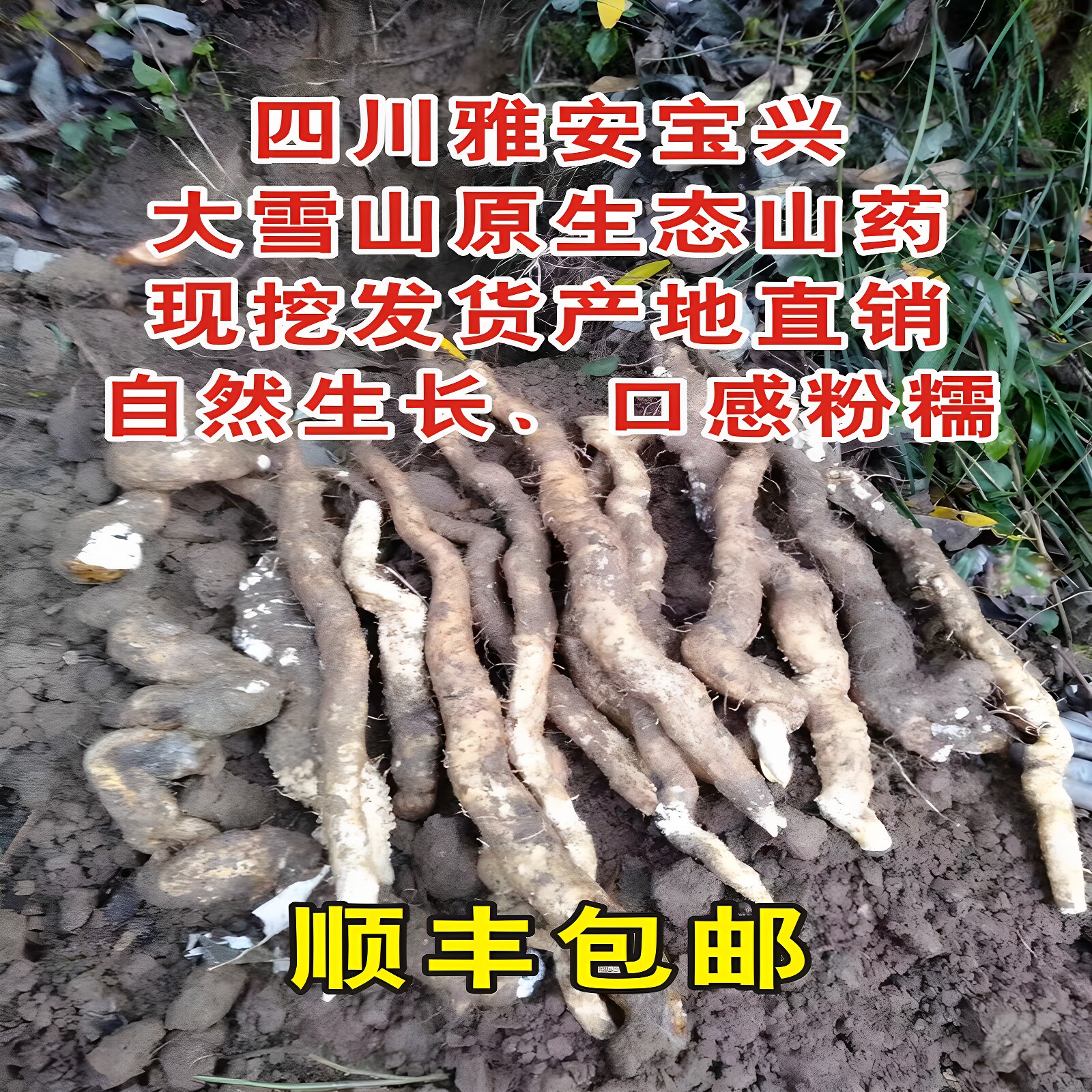 产地直销土山药半野生包邮四川