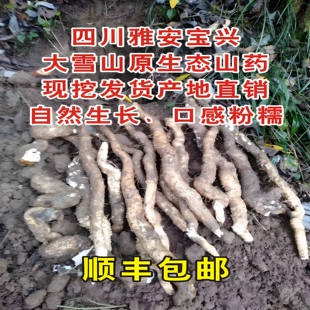四川雅安宝兴大雪山半野土山药新鲜山药3斤包邮产地直销现挖发货