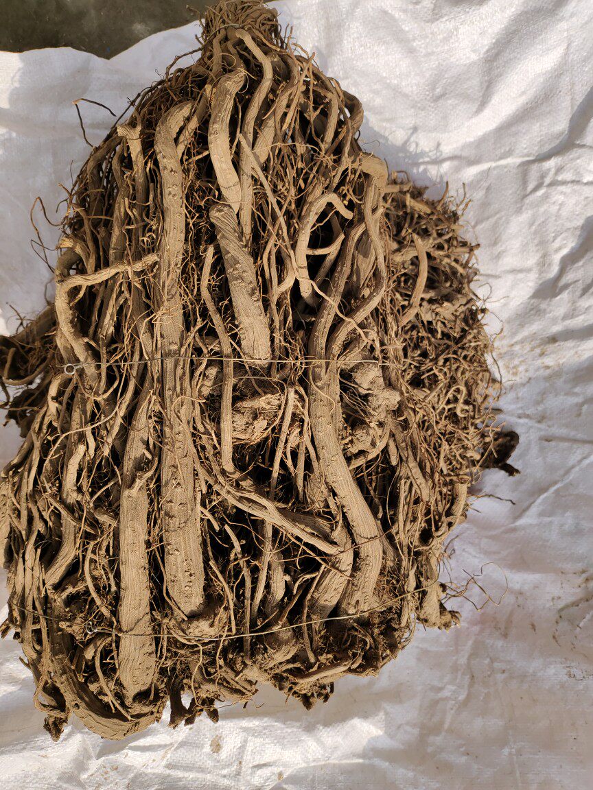 四川雅安宝兴大雪山野生川牛膝无硫磺野生干牛膝1斤包邮煲汤