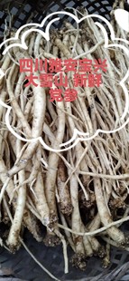 四川宝兴大雪山野生新鲜党参1斤包邮煲汤滋四川党参